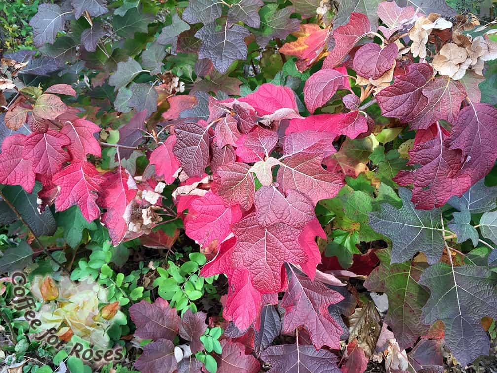 Looking for fall foliage color? have I got a plant for you! Our native oakleaf hydrangea, Hydrangea quercifolia, is colorful for three weeks or longer. There are several cultivars including the smaller variety called Pee Wee. Great flowers in the summer and lovely dark green leaves all season before it bursts into flame in autumn.