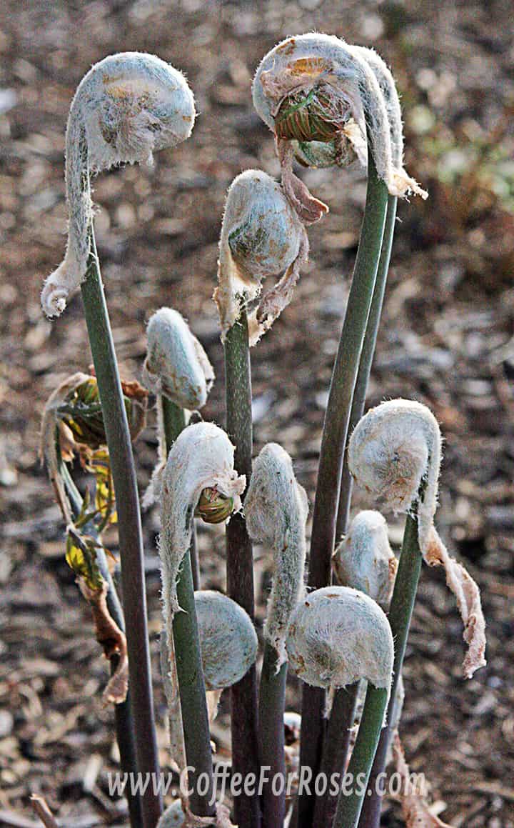 These beautiful white fuzzed fiddleheads glow in the spring garden.