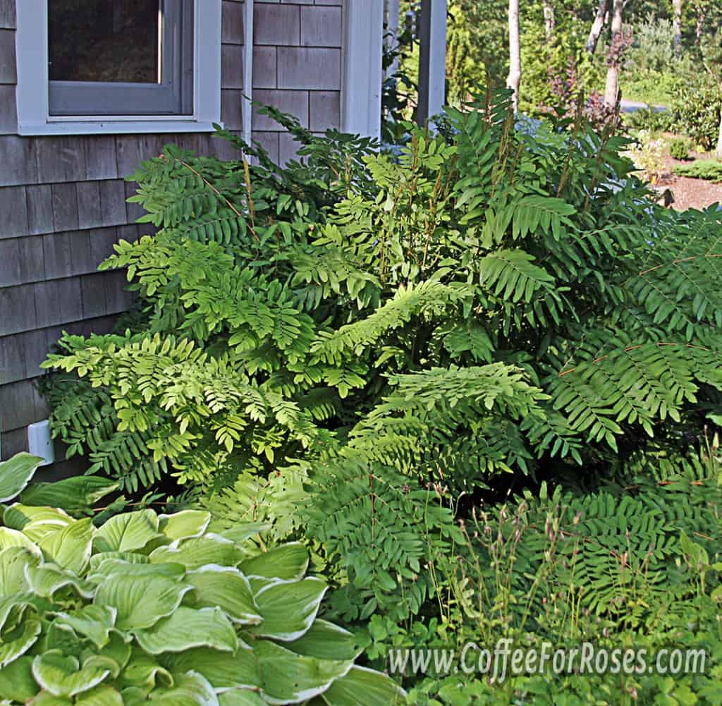 This fern is about ten years old. It has been in this location for six years and every summer it is more spectacular. This is the north side of the house, and the plant gets some rays of evening sun in high summer.