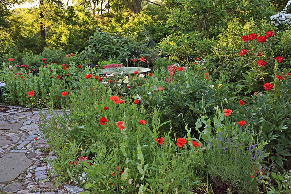 I plant annuals in this bed along with all the perennials that are here. But right now the corn poppies rule!