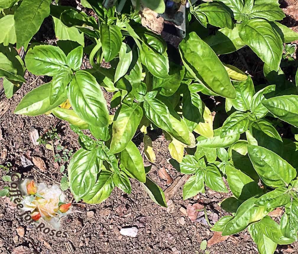 This is how the beginning of downy mildew looks on basil. See the yellowing leaves? 
