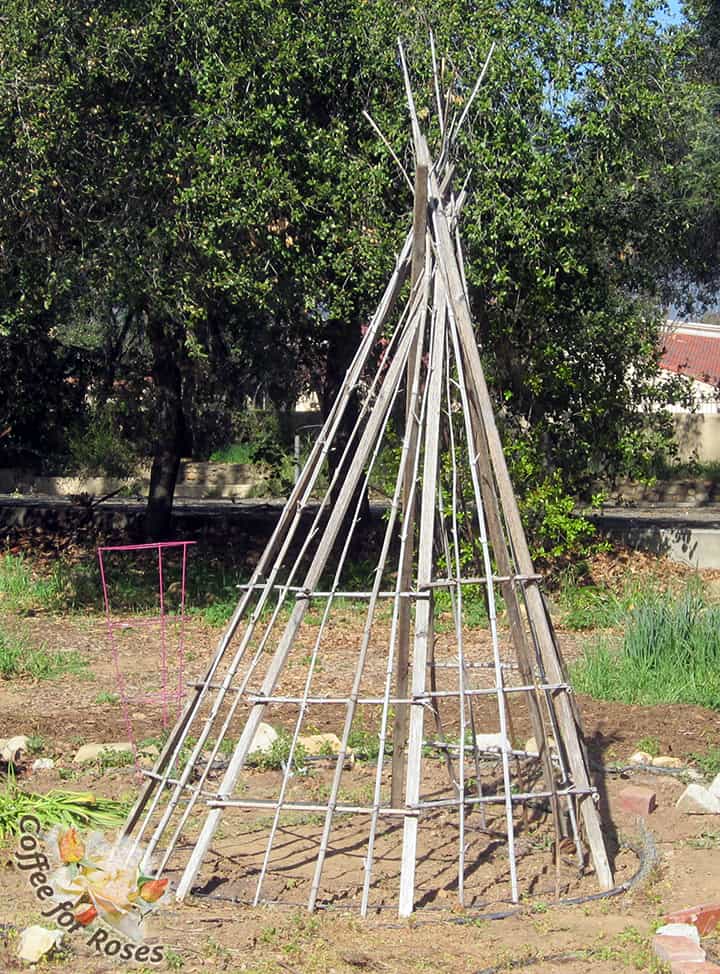 Here is a tipi frame made of assorted bamboo canes and strips of wood. 