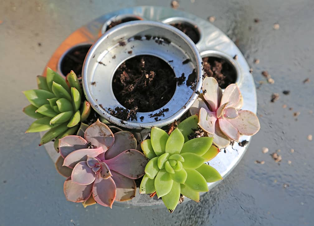 Put a small succulent into each hole of the chicken feeder. You might need to dust a bit of the soil off the root ball in order to squeeze the roots into the hole. Use your finger to move the potting mix aside first so you can tuck the succulent in.