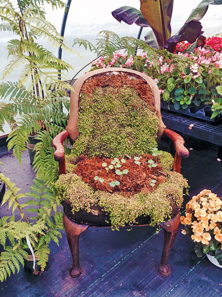 This chair was in the greenhouse at White Flower Farm. I love the fact that Nasturtium seeds were planted in the seat and were just beginning to grow. The use of the moss was also wonderful in this arrangement.