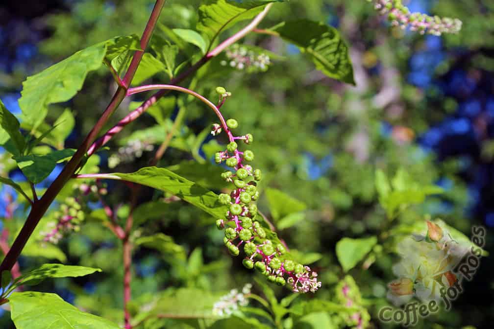 Yesterday I found myself starring at a pokeweed that was growing on the roadside in Hyannis. Bright green berries and pink stems - so beautiful! I came home and took photos of the plant that's growing in my rain garden.