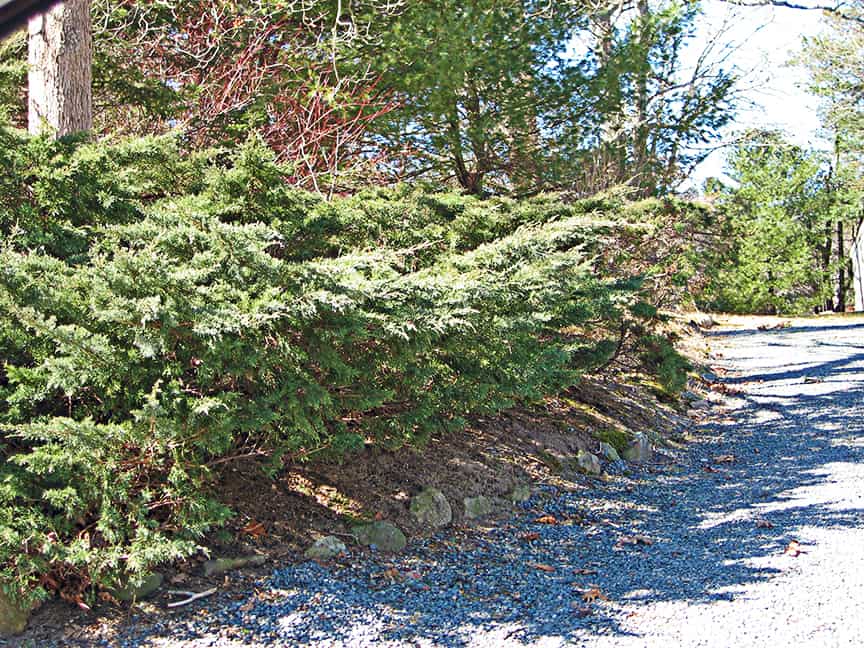 These junipers are growing near a drive and the homeowner has started down the slippery slope of hacking them off. Right now they don't look too bad...the feathery growth is fine on top and the sides haven't yet gotten bare. In a couple of years this approach will no longer be attractive, however.