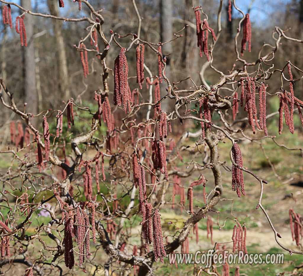 I love the catkins that appear in winter and linger until spring.