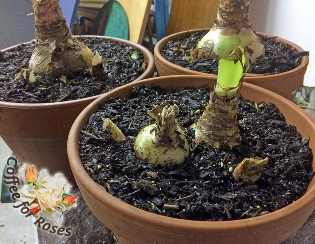 Here are some of the bulbs I repotted last weekend. The weeds (dirty laundry) are gone, the soil is refreshed and the pot contains enough fertilizer to keep the plant in good shape until next May when they go to summer camp once again.