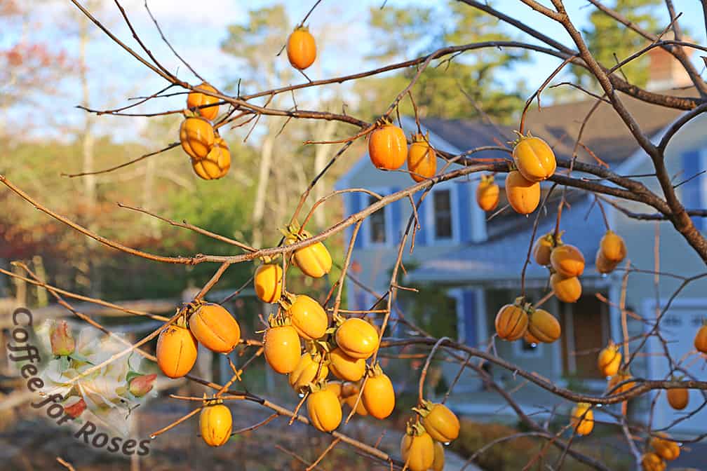 Saijo fruit is beautifully lit by the early winter sun that's low in the sky. 