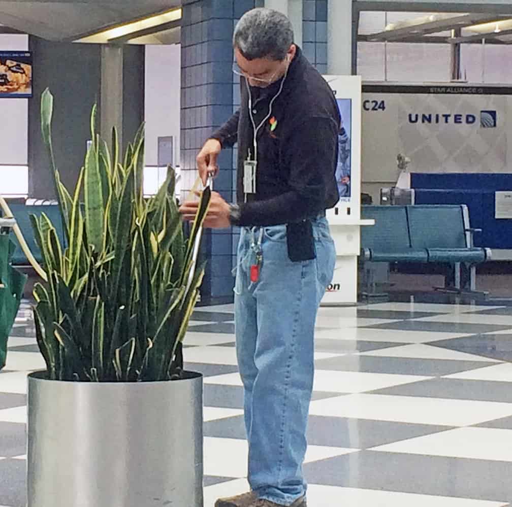 If a Sansevieria trifasciata can look good in O'Hare Airport, imagine how it will thrive in your home! 