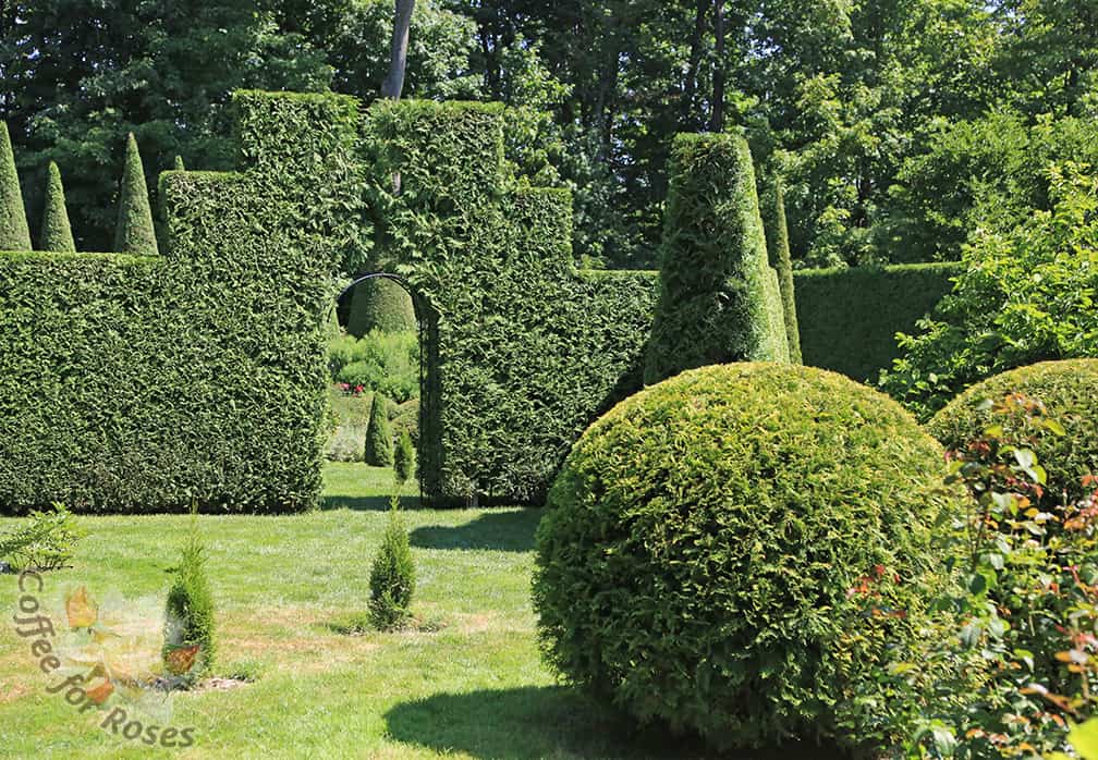 The Milliard garden gives the visitor an almost Alice-in-Wonderland experience. And notice the new, small Arborvitaes...these gardeners are not only tending what they have, but planting for the future!