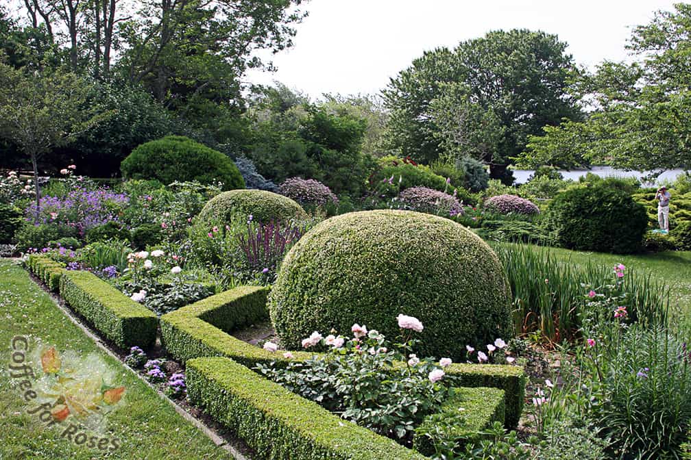 This garden was created by Nina Schneider on Martha's Vineyard. This photo shows one way of mixing looser plants such as roses and perennials with the formal shapes of sheared evergreen shrubs.