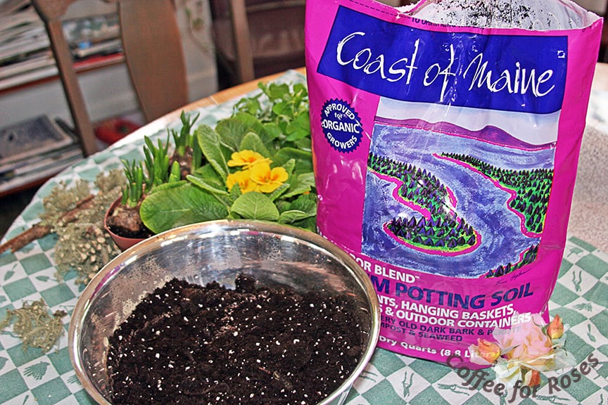 Fill your bowl with potting soil. You don't have to put rocks in the bottom "for drainage." (Shameless plug for my book: that old myth is one of 71 addressed in my new book, Coffee for Roses. See the Shop page.) Since this is a temporary dish garden you don't need to worry about drainage holes.  Plants in a  dish garden like this typically stay in their container for three or four weeks only.