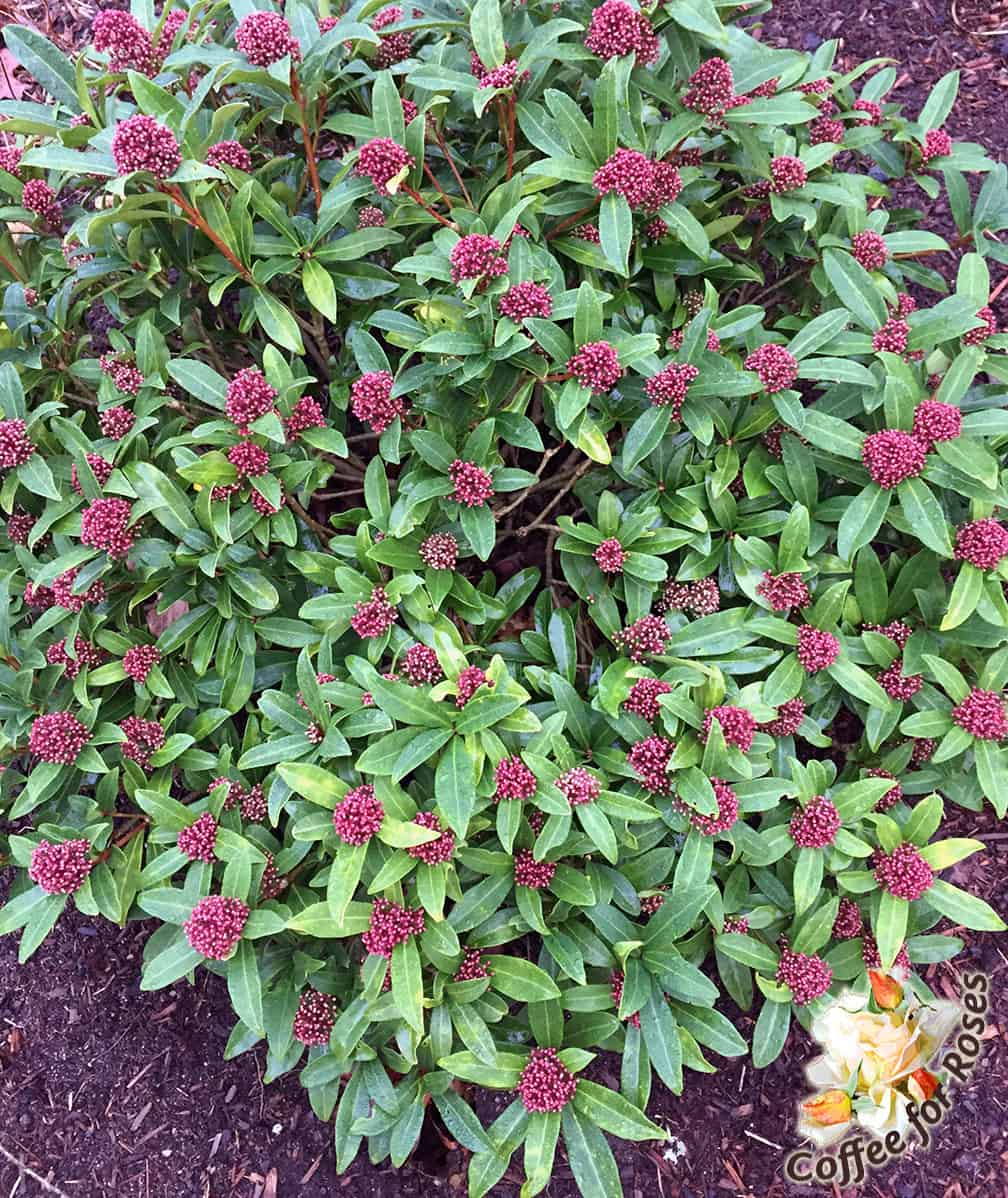 If you have a front door or foundation planting in part to full shade, you might want to consider planting male skimmia there. These flowers will make you smile all winter!