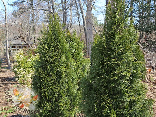 The splayed arborvitae that was shown in the first photo is now repaired and completely natural looking. 