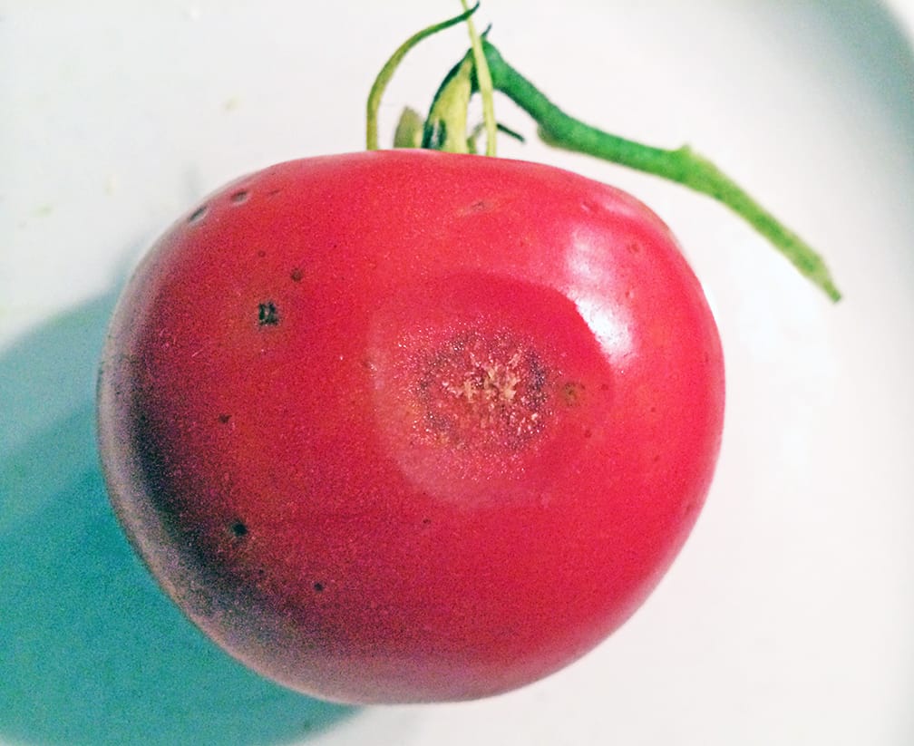 Some of our tomatoes have these sunken areas. This is one of the fungal blights that tomatoes can get. We don't worry much about it because we just pick them right away as this shows up, spray with Actinovate or a copper fungicide, and cut off any damaged areas on the fruit.