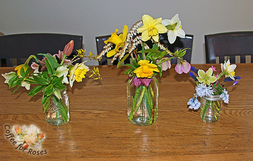 I used three different sized Mason jars with lids that had holes. I cut daffodils, a tulip, hyacinths, muscari, hellebores, Forsythia, and Pieris flowers. 