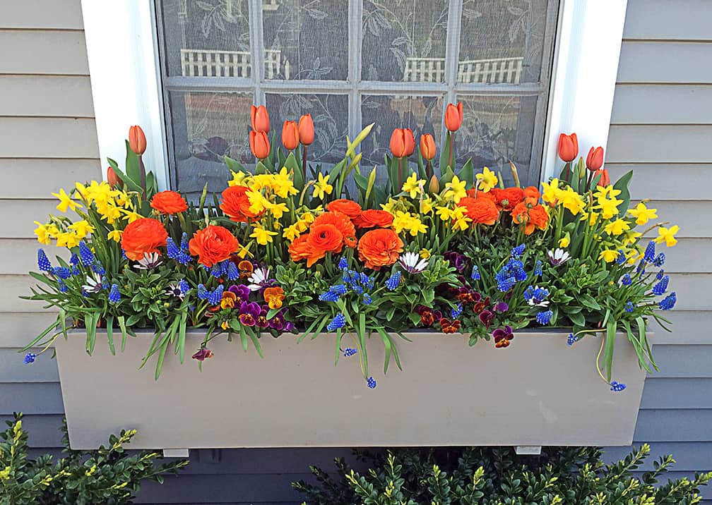In this window box there are tulips, daffodils, ranunculus (the orange, rose-like flowers), grape hyacinths (blue), pansies (purple and gold) and Osteospermum (white daisy-like flowers).  These are all cool-weather annuals so even when the temperatures dip below 45 degrees, these will be happy. And we are happy looking at them, right?