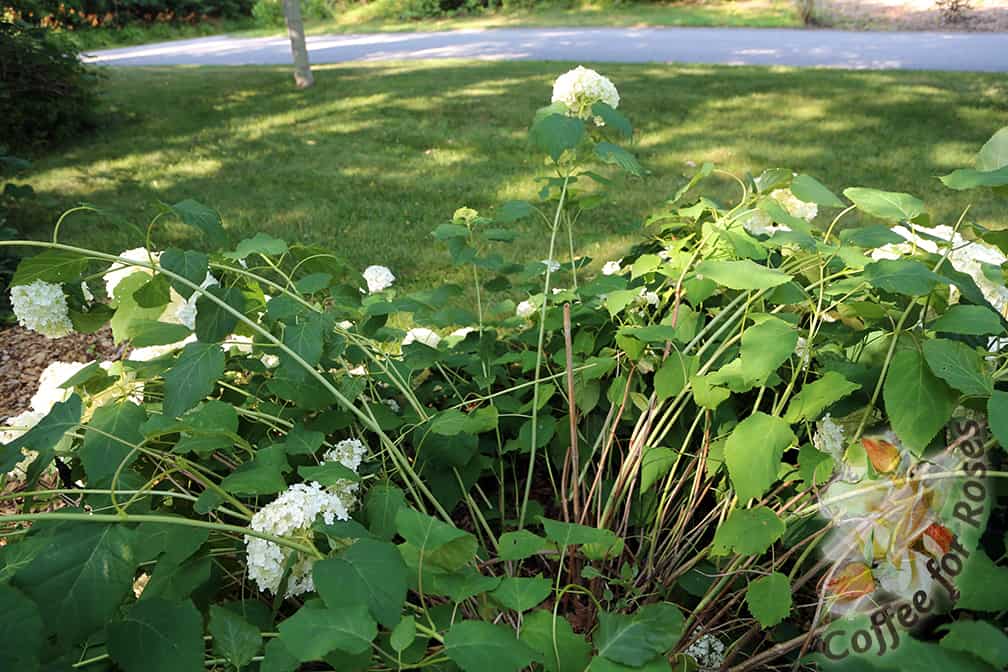 Put a bamboo cane in the center of the plant, pushing it down into the soil over a foot into the ground. The top of the cane should end up about a foot shorter than the hydrangea canes once they are pulled upright.