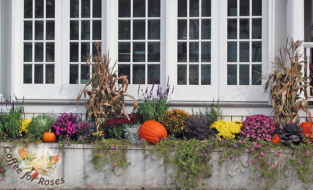 Jeffrey didn't remove the fading petunias from this flower box before making his display...he USED the end-of-season annuals to add to the look of this celebration of fall.