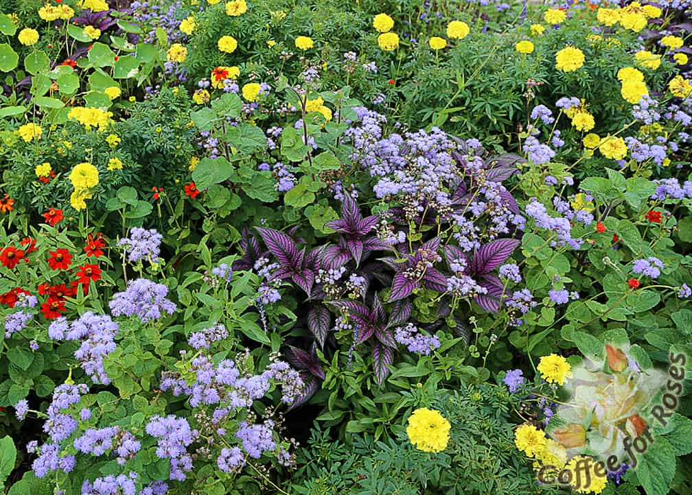 Persian shield is great with blue and purple flowering plants as well. Here it's planted with 'Blue Horizon' Ageratum, marigolds and Profusion zinnias.