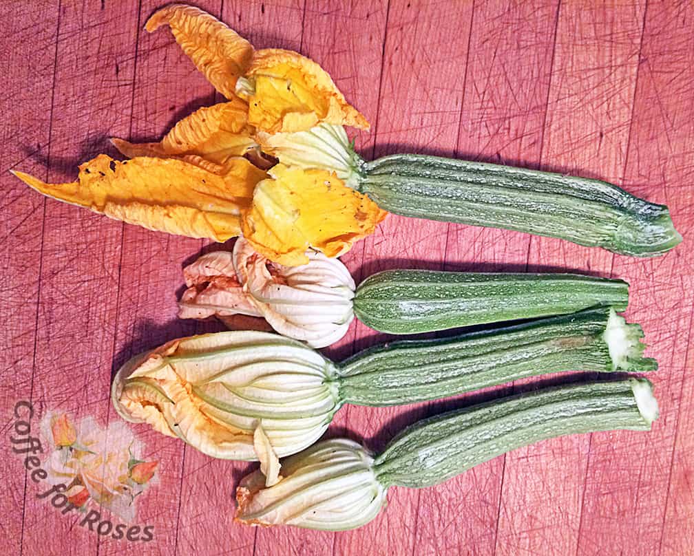 See how the flowers are still plump even though the squash are already of picking size? You could also harvest flowers that haven't formed fruit, however. Some people look for the male flowers, which are often open in the morning and don't have fruit forming under the blooms.