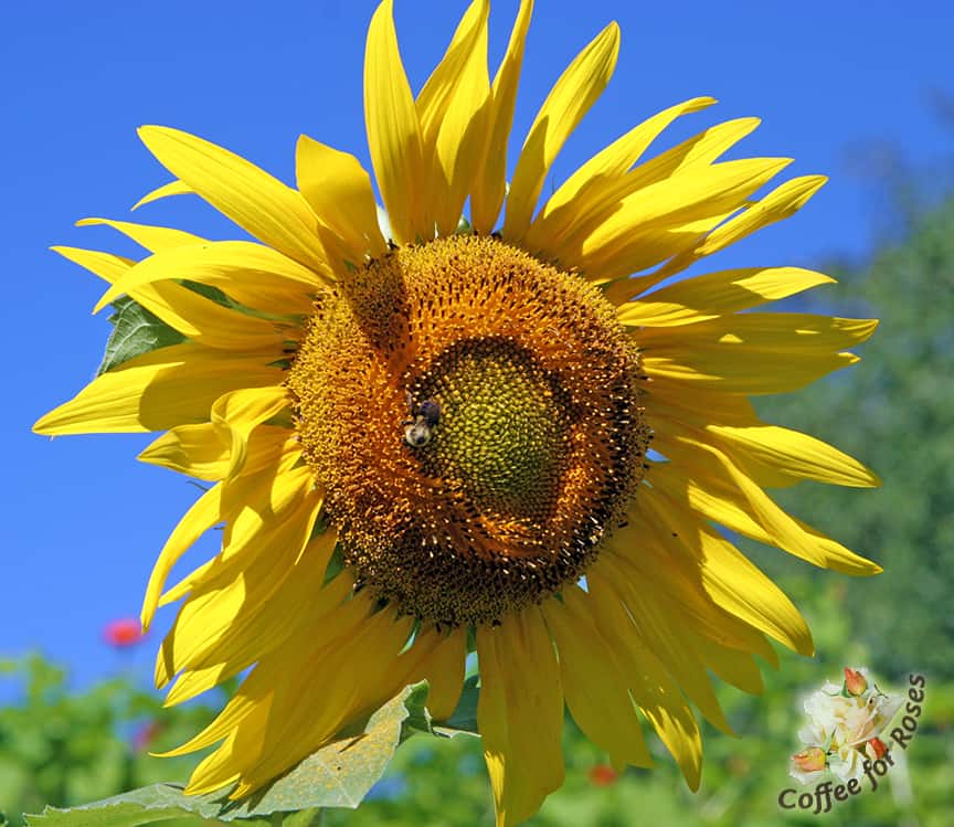 There is something wonderful about a large yellow sunflower against a blue summer sky. This is one reason we love the varieties of sunflowers that grow over six feet tall. 
