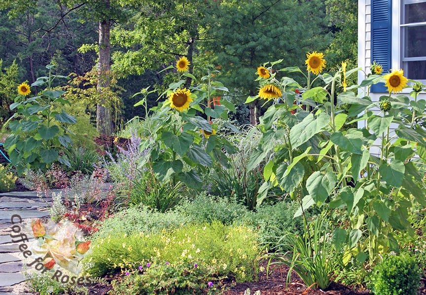 These sunflowers grew from black oil sunflower seed that I was feeding the birds. I suspect that the blue jays planted them here. Jays are known to grab beak-fulls of seed and store them in the ground for later. Many of these seeds grow, which insures that there are more for everyone. Imagine my delight when this sunflower forest appeared unplanned in my new front garden!