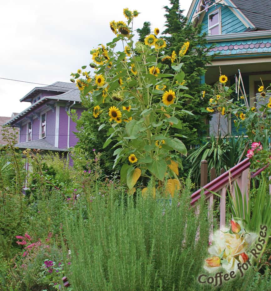 Sunflowers are fairly undemanding - just give them lots of sunlight and a deep soaking once a week if it hasn't rained. Some fertilizer will also help them to grow tall if the soil isn't very rich.