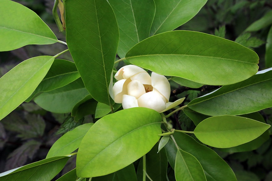 sweet_bay_magnolia