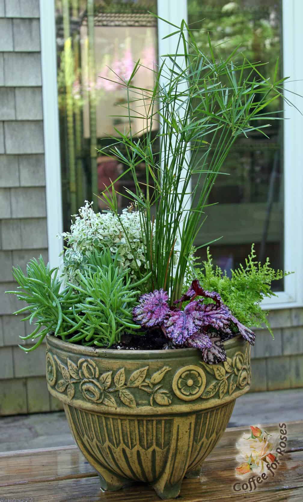Here is how the pot looked with it was first planted. Although I had duplicates of some plants I grouped them all together so the container looked instantly full but each texture and leaf shape had it's own spot. Had I alternated them it would have looked more like a mish-mash and you wouldn't have seen any of the colors or textures clearly.