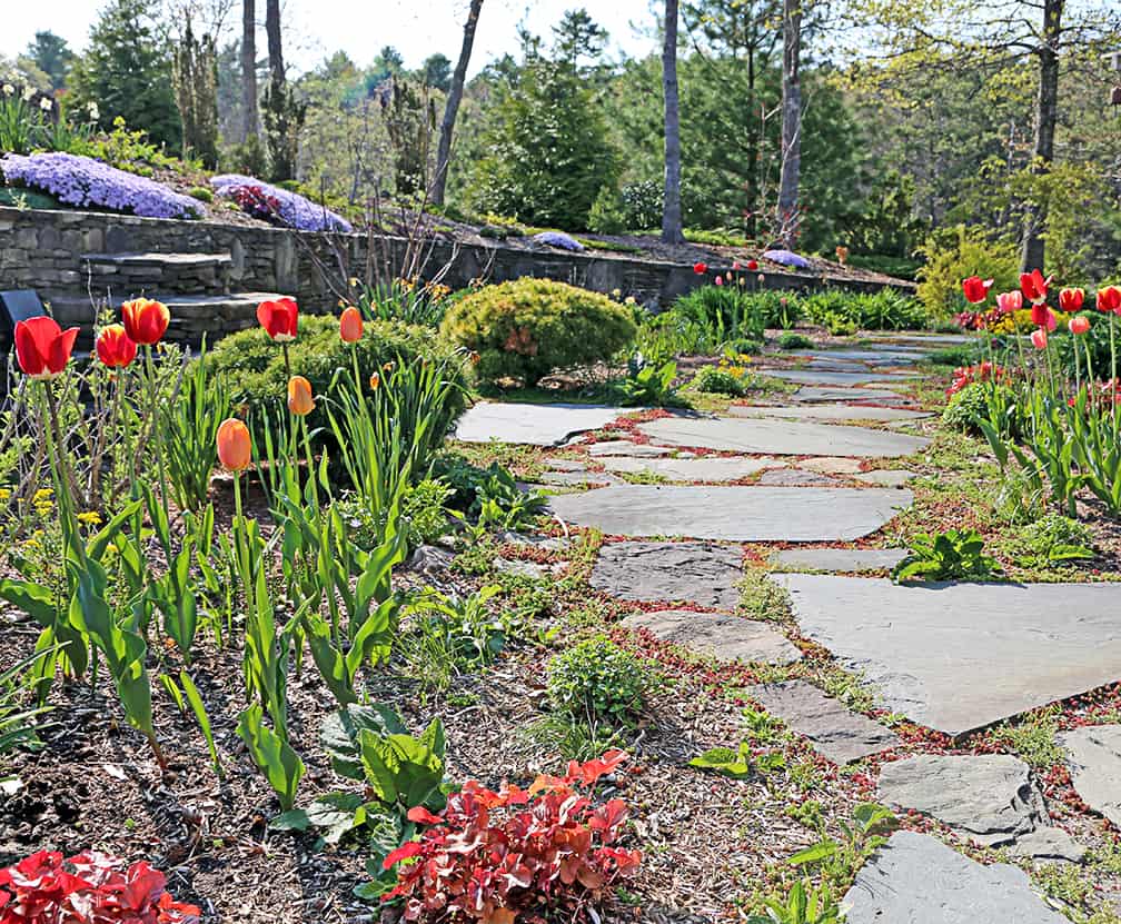In the spring most perennials are still emerging and are low to the ground. So planting taller tulips in and among perennials adds drama to the early season garden.