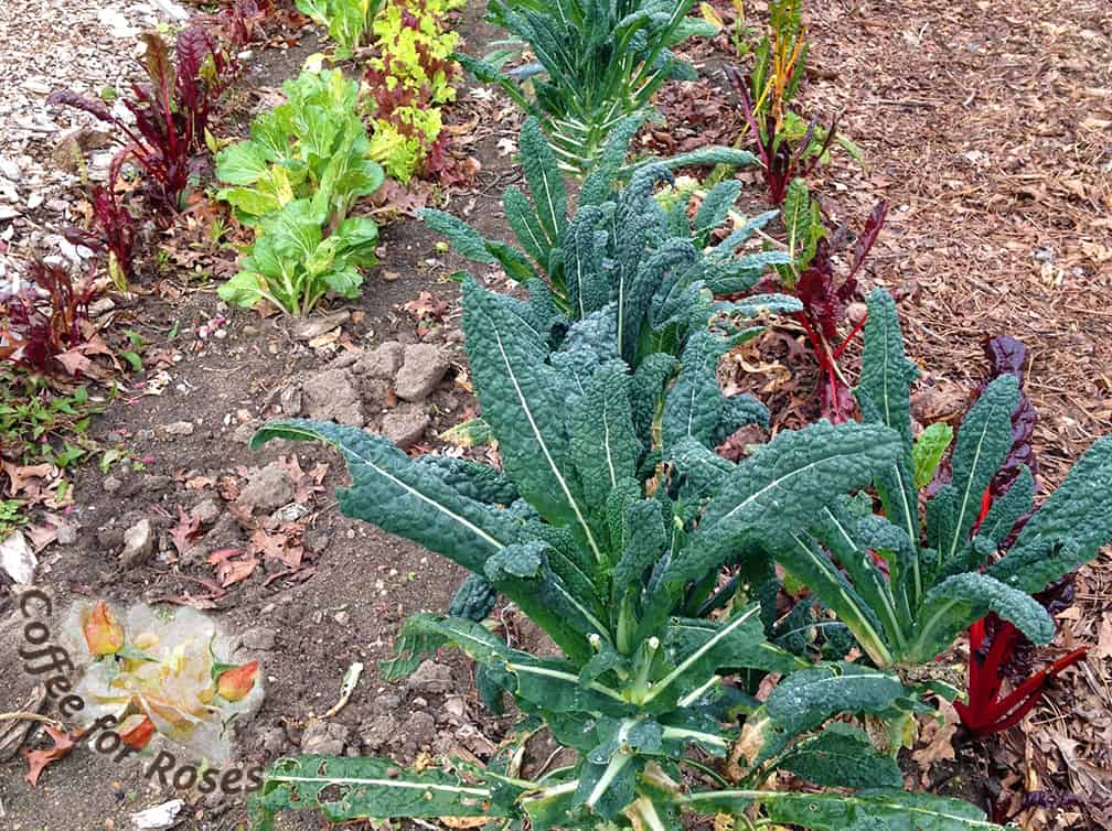 Here is a photo of kale that was growing in our garden in mid-November last year.