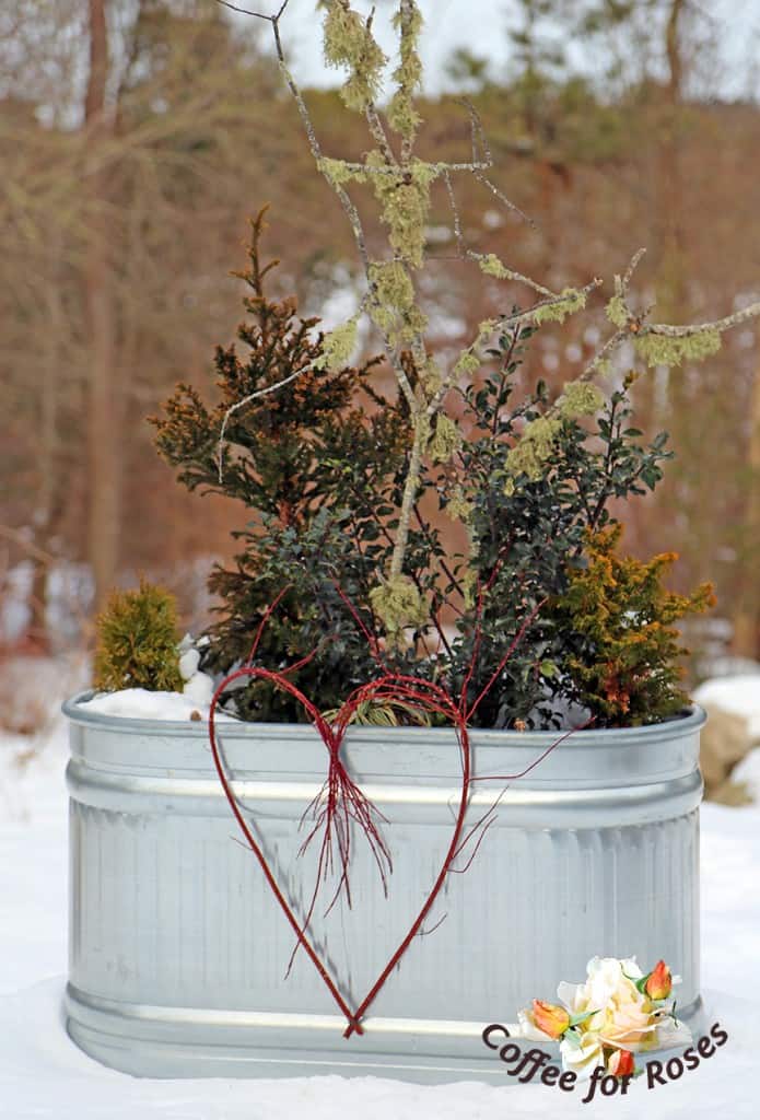 They make a great winter addition to containers.
