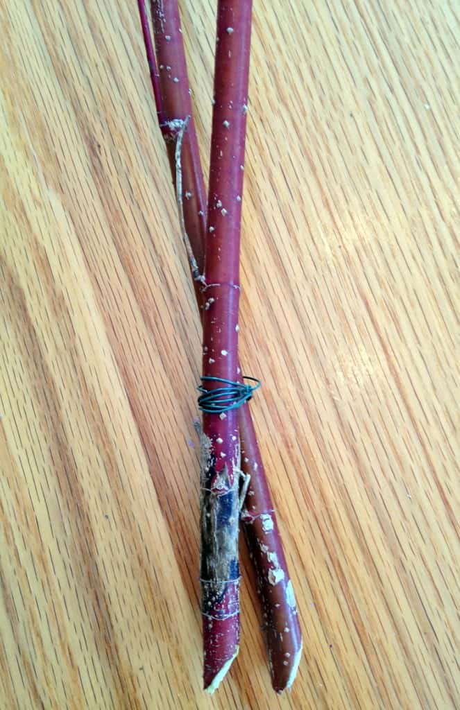 Tie the bottom of the stems together with a short piece of wire, wrapping it tightly about three or four inches from the bottom of the canes.