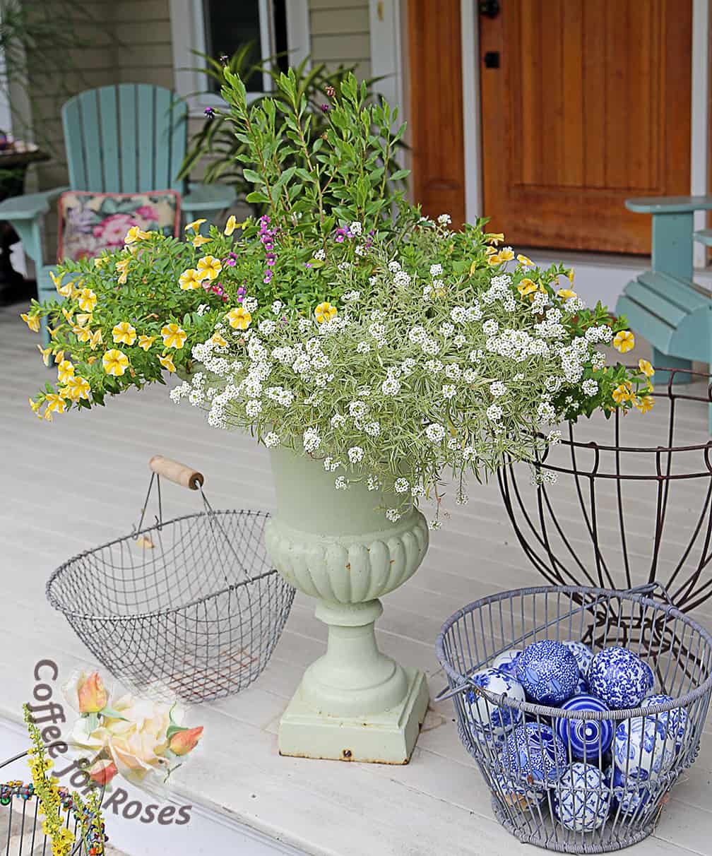 Here is how this same urn looks today, on July 24th. The Lemon Slice and Frosty Knight are going strong. There are a few flowers on the Blue Bird Nemesia, and if I cut them back now they should come back with renewed flowering soon. But the Osteospermum? It's really done. You can see the tall, lanky green foliage in the center of the pot. Since this isn't bringing anything to the party, it's time to replace that center plant.