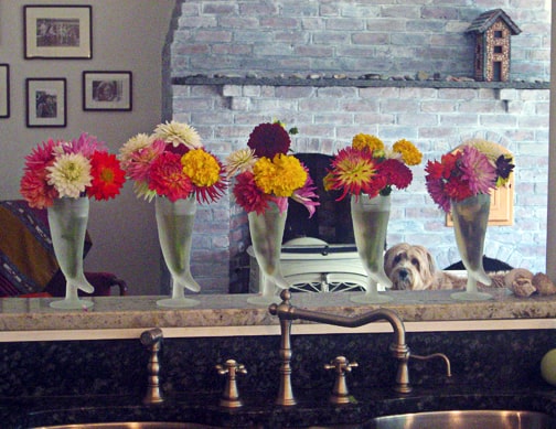 In the summer we pick scads of bright zinnias and dahlias. I found some funky frosted beer steins at a garage sale and they often hold flowers on the sill above the sink.