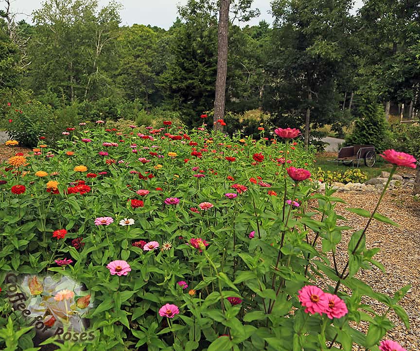 Here is how my Zinnia patch looked last year. I start some seeds in my seed starting shed, and others I plant right in the ground. In areas where spring is warm I'd put the seeds directly in the soil...since the Cape tends to have cool, wet springs, I'm better off starting the seeds under cover.