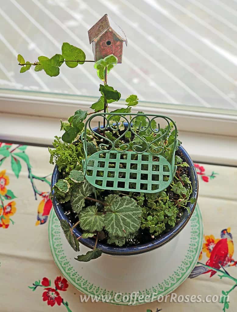 Provide light to your mini-garden on a regular basis. After a few weeks you can move the plants to other pots, or use them for another mini-garden.