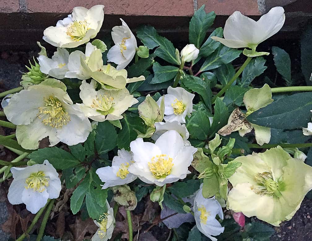 My Jacob hellebores are growing in a spot where they get morning sun (four hours in the summer but very little in the winter) and afternoon shade. They thrive!