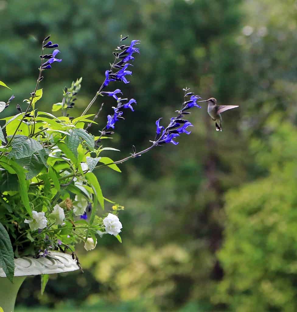 Although this Salvia is an annual where I live, it's worth planting every year.