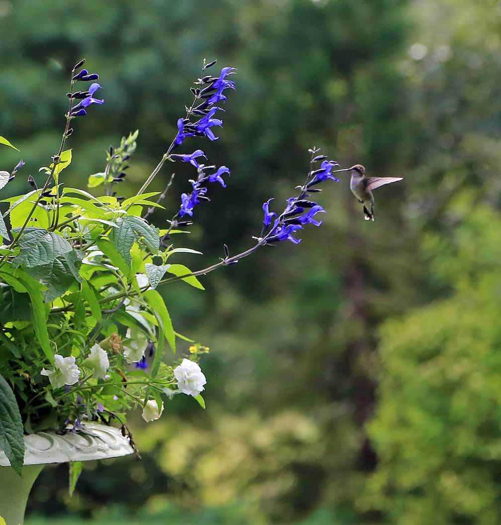 I Love Salvia Black and Blue