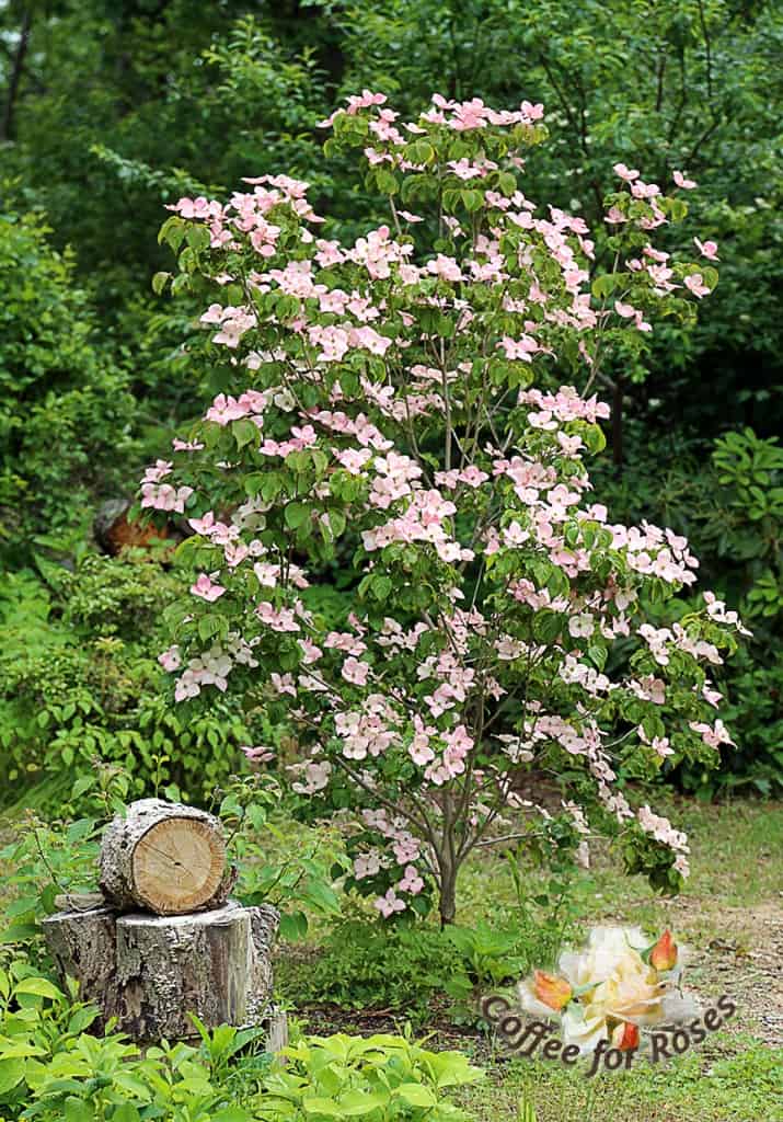 My pink kousa dogwood is young and only about eight feet high. Since it's not yet very large or mature it is more narrow than it will be once it's older.