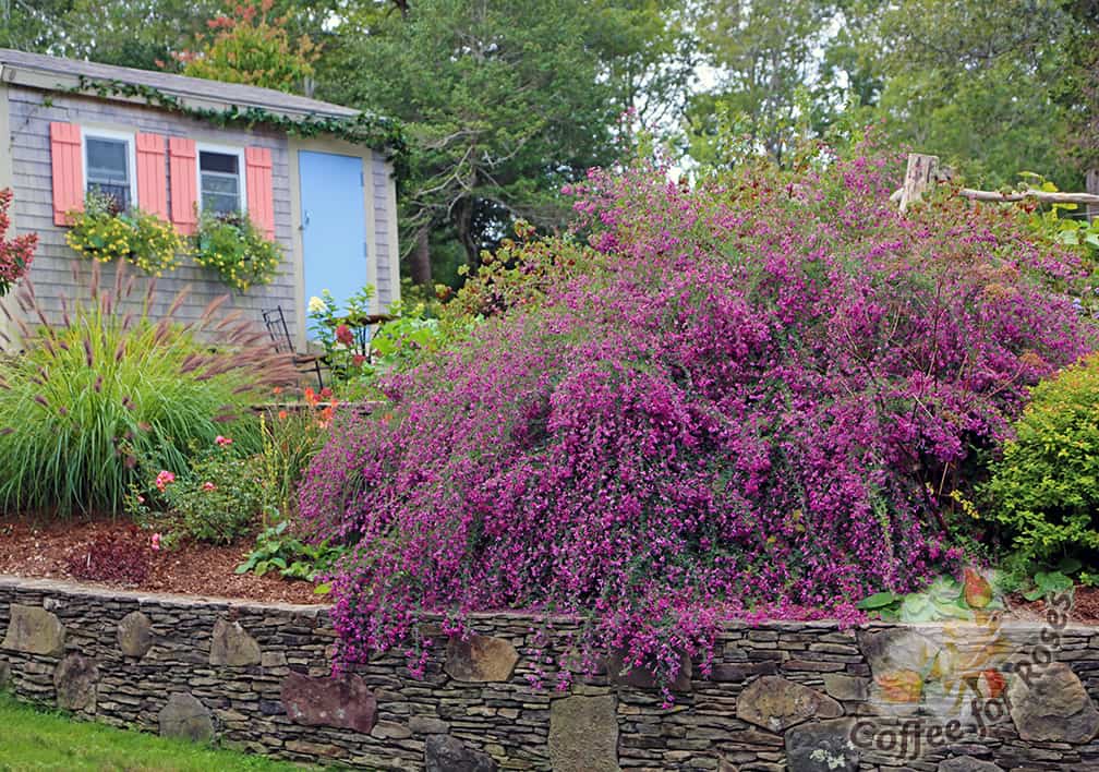 Yes, this bush clover is just over ten feet wide. 