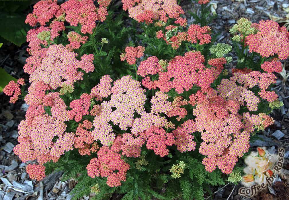 The color of these flowers is a bit hard to capture in a photo. They are a peachy-pink ranging to terracotta, and there are often several shades on the plant at one time as you can see in this photo.
