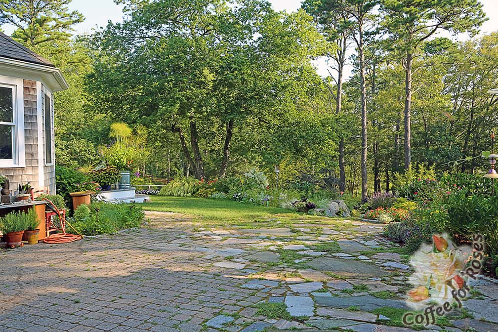 We added onto that patio so that the paving goes to the fragrance garden (to the right of this photo) and to the steps down to the lake. OK, OK...I know it needs weeding. That's on my to-do list for this evening when the area is shady.