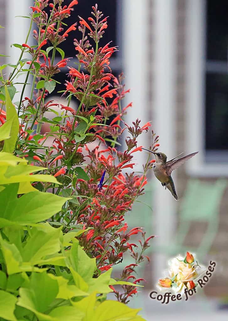 This is a perfect "cocktail hour garden" plant: the flowers catch the light of the setting sun, and they attract hummingbirds as well. Every porch, patio, or garden should have one or more of these plants.