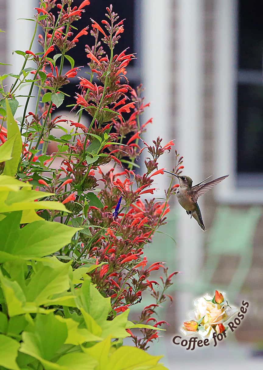 I Love Agastache ‘Acapulco Orange’