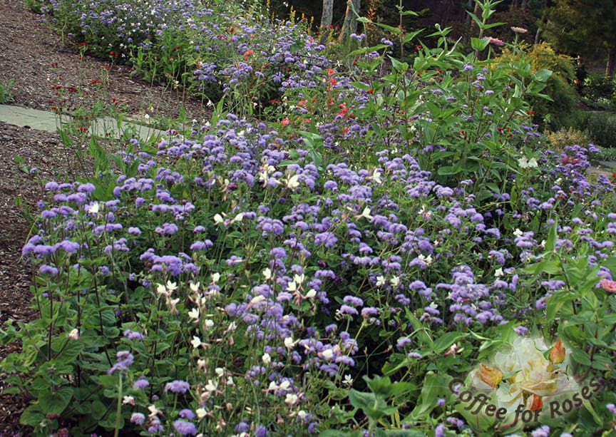 My gardens wouldn't be without Ageratum 'Blue Horizon.'  You can grow it from seed but some garden centers sell it in six-packs as well. Be sure to get 'Blue Horizon' not the dwarf varieties if you want cutting flowers or a great annual to plant among perennials. This plant grows two to three feet high and is very self-supporting. I place the plants about eight to ten inches apart. In this photo there are also some white Gaura mingling in with the Ageratum but the cornflower blue flowers blend with just about every other color. Put this flower in with a bunch of zinnias and you have a winning, locally grown bouquet. 