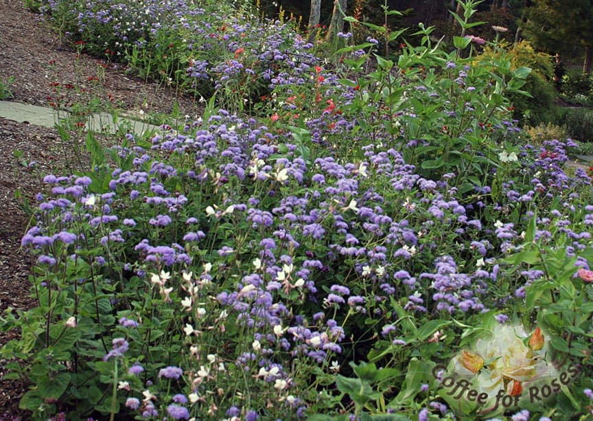 Blue Horizon is perfect in cutting gardens or in flower beds. 